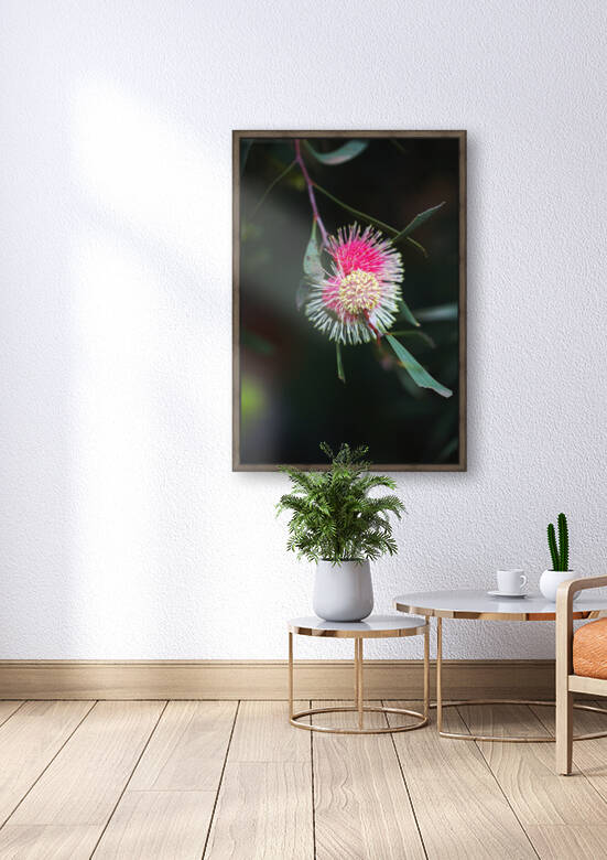 Pincushion Hakea Flower Laurina by Joy Watson