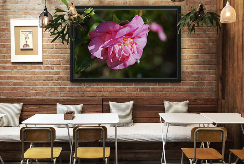 Camellia Debbie Double In Pink by Joy Watson