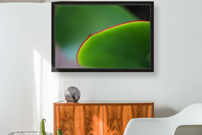 The Red Seam Succulent by Joy Watson