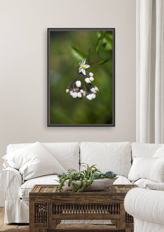 Potato Vine Flowering by Joy Watson