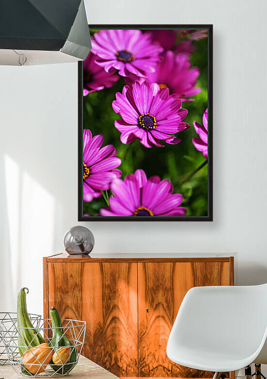 Cape Daisies All Grouped Together by Joy Watson