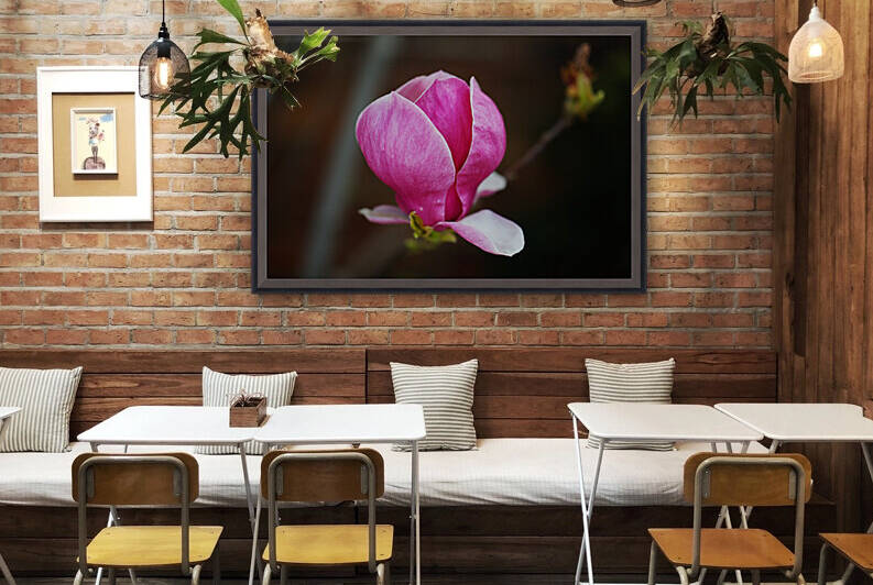 Magnolia Soulangeana Pink by Joy Watson