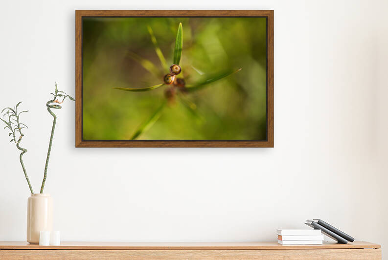 Tea Tree Buds Grow by Joy Watson