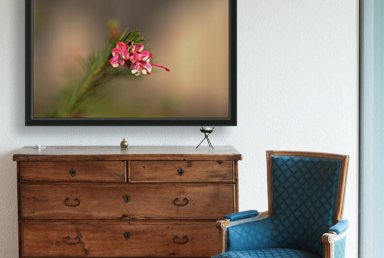 Grevillea Greencape Flower Solo by Joy Watson