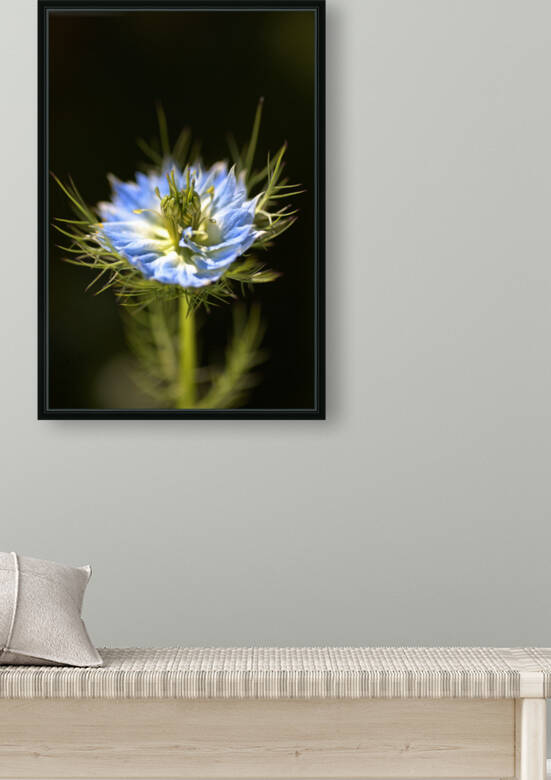 Nigella Flower Blues by Joy Watson