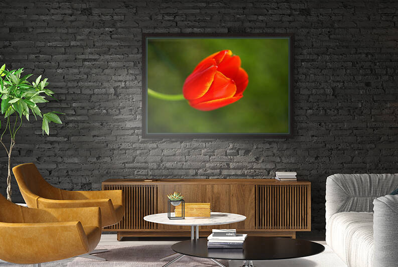 Tulips Over Beautiful Green by Joy Watson
