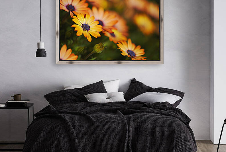 African Daisies Gold  by Joy Watson