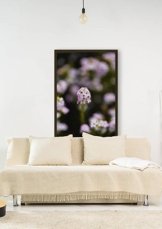 Diosma Flower Pink by Joy Watson