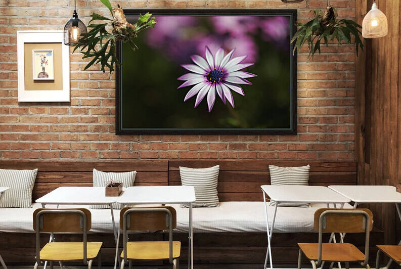 White And Pink Cape Daisy by Joy Watson