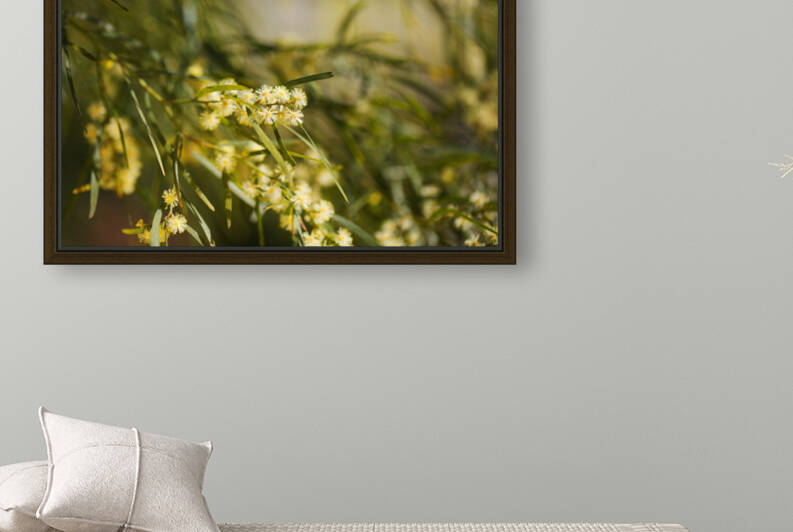 Wattle Tree  Flowers Yellow  by Joy Watson