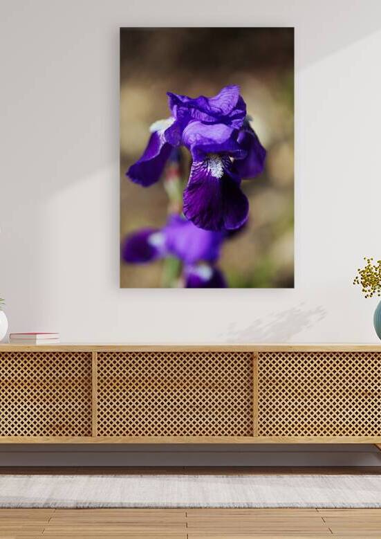 Purple Bearded Iris Sing by Joy Watson