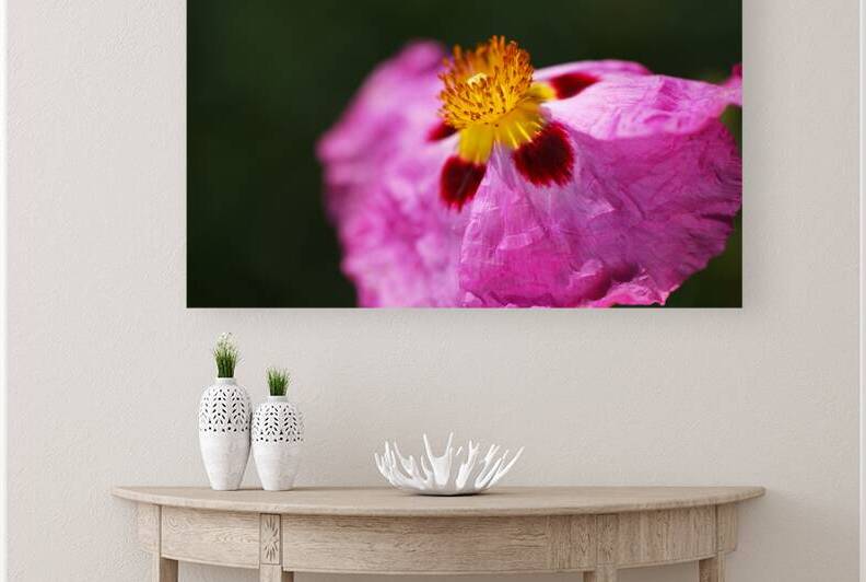 Hibiscus Desert Rose Pinks by Joy Watson
