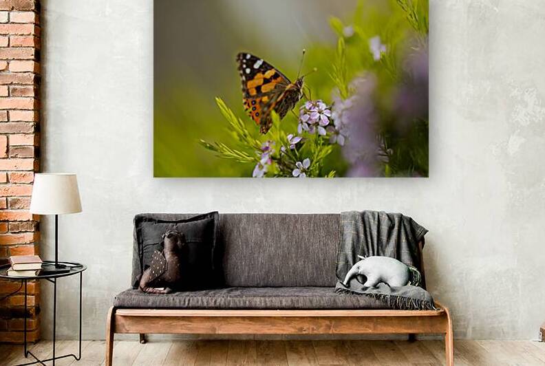 Butterfly On A Diosma Flower  by Joy Watson