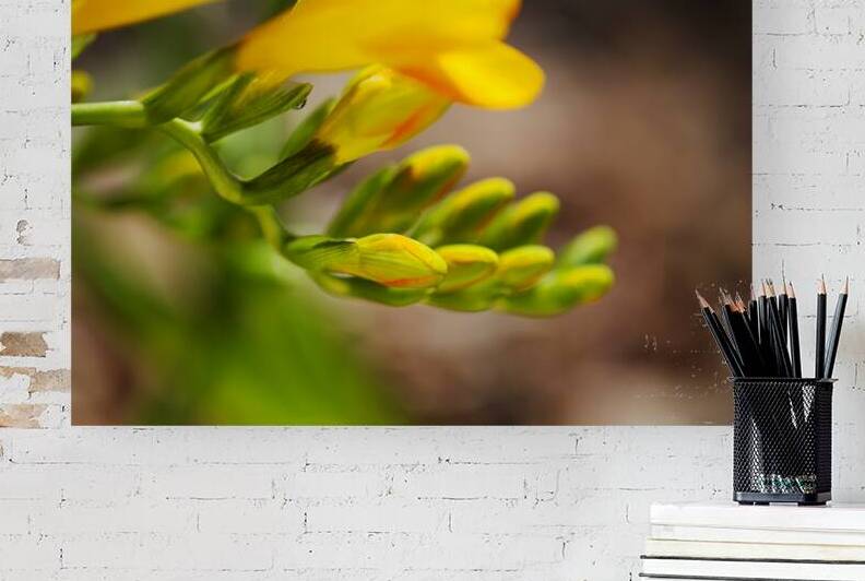 Freesia Hand And Her Fingers  by Joy Watson