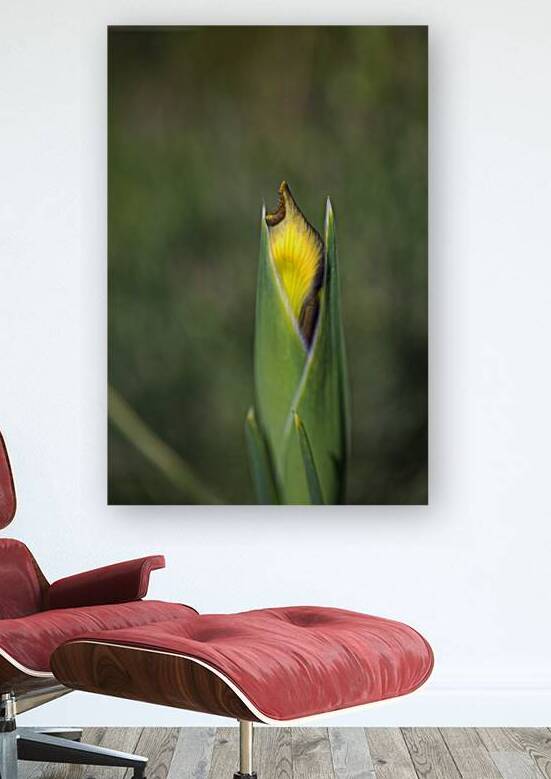 Iris Bud Yellow Purple Wonder by Joy Watson