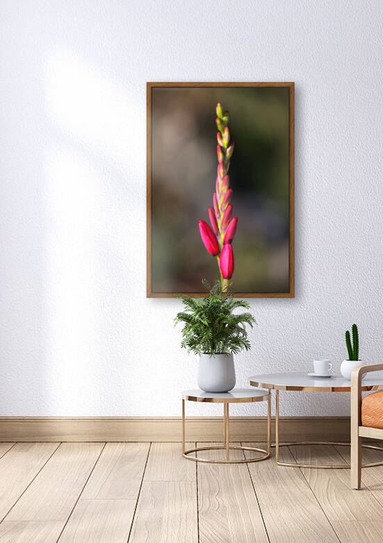 Ixia Bloom Tall  by Joy Watson