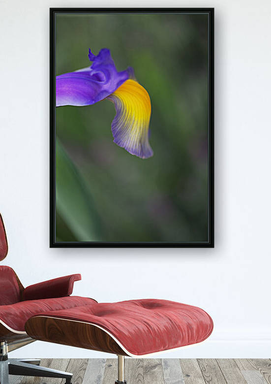 Iris Purple Yellow Curves by Joy Watson