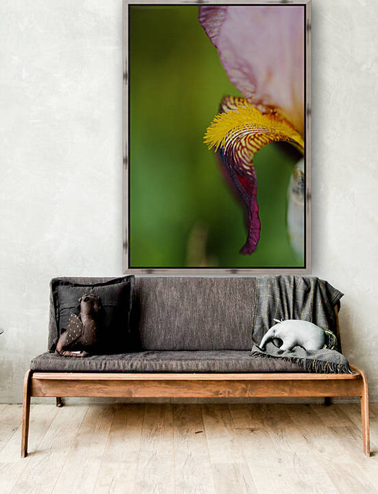 Puppys Ear Bearded Iris by Joy Watson