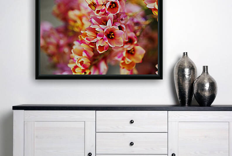 African Corn Lilies Bright   by Joy Watson