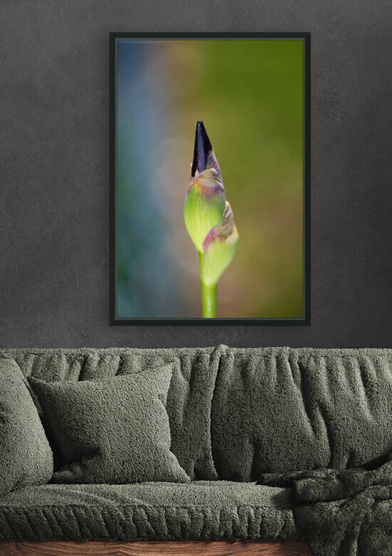 Iris Bud Belly Full  by Joy Watson