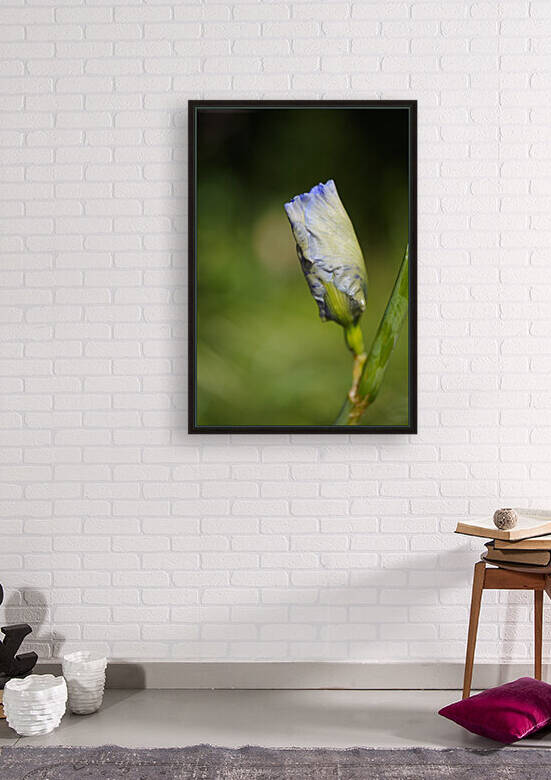 Iris Bud Flower Moon by Joy Watson