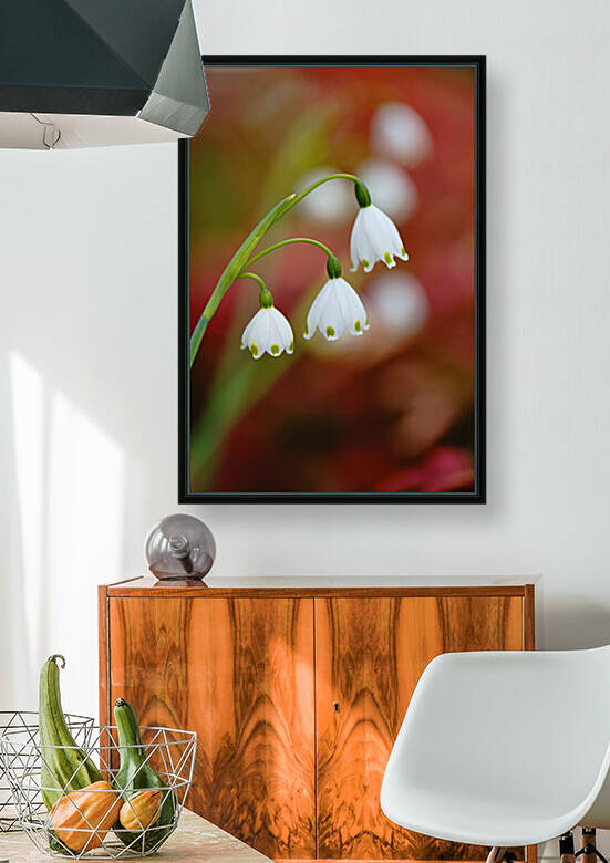 Snowdrop Flowers Echo Spring by Joy Watson