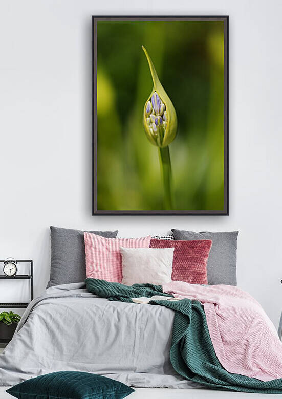 Agapanthus Bud Growing  by Joy Watson