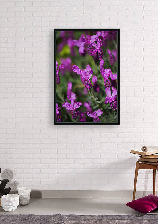 Pink Lavender Flowers  by Joy Watson