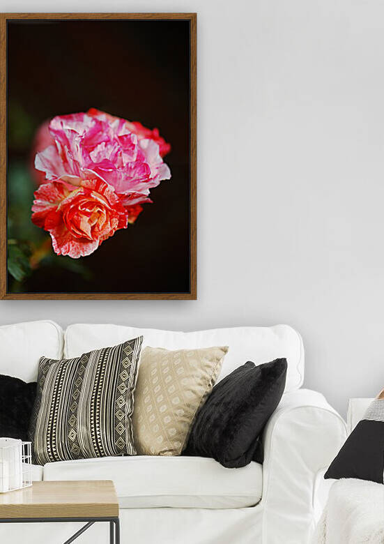 Variegated Roses Tones by Joy Watson