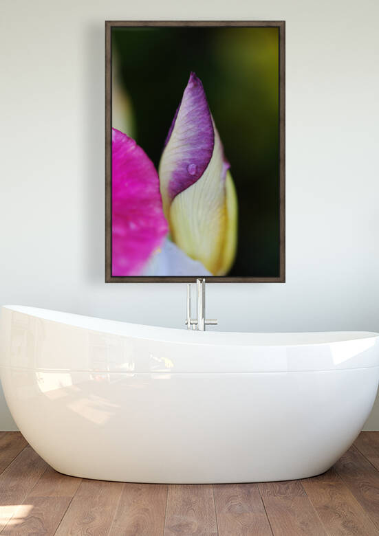 Iris Bud Hiding   by Joy Watson