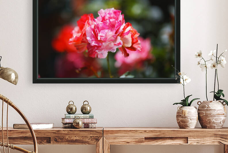 Variegated Roses On Show  by Joy Watson
