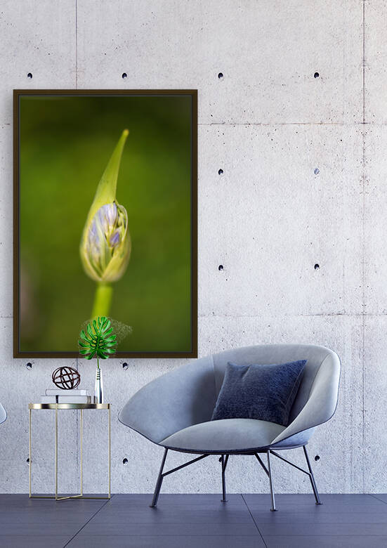 Agapanthus Bud And Her Wrapper by Joy Watson