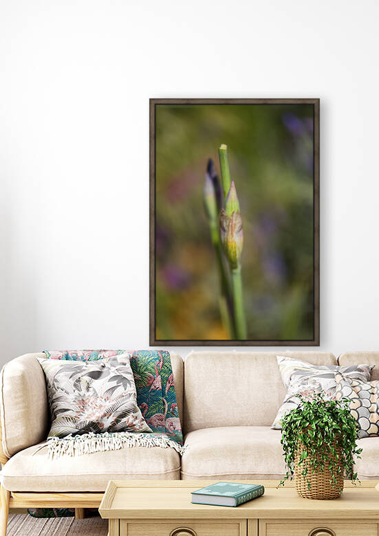 Iris Buds Have Double Act by Joy Watson