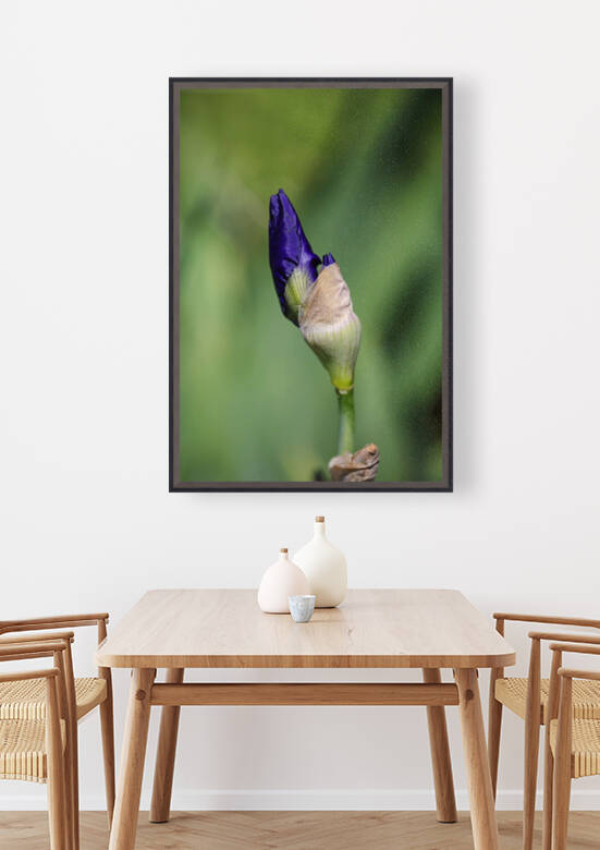  Blue Iris Bud Doubles by Joy Watson