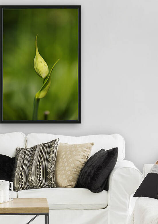 Agapanthus Side Shoot And Bud  by Joy Watson