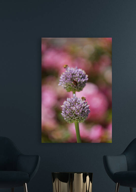 Two Garlic Flowers With Two Bees by Joy Watson