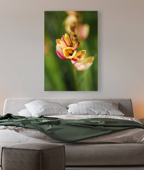 African Corn Lilies Yellow With Pink  by Joy Watson