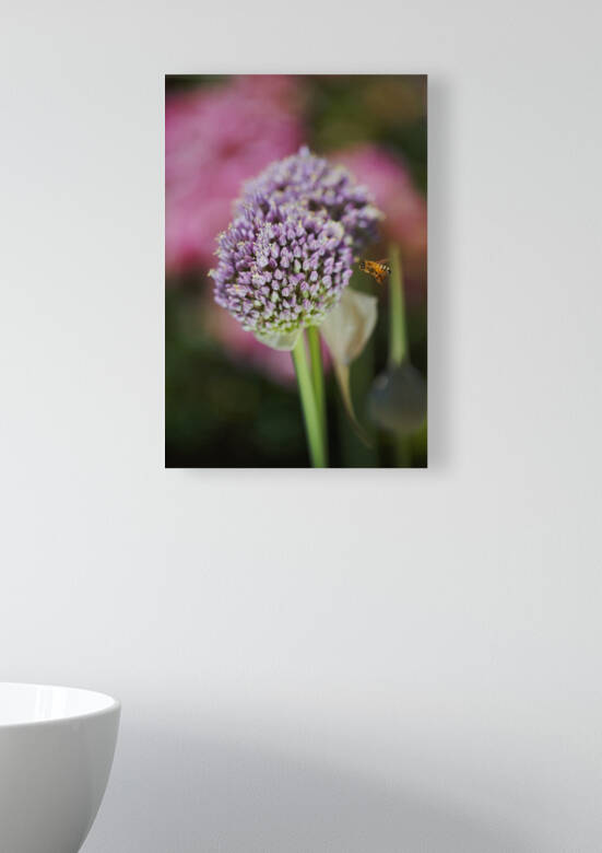 Bee Incoming To Garlic Flower by Joy Watson