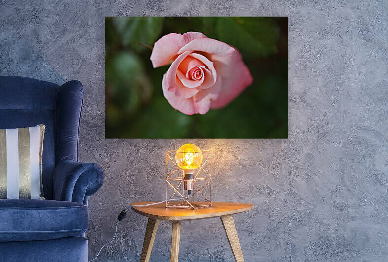 Elegant Apricot Rose  by Joy Watson