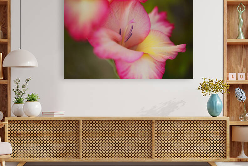 Gladioli Flower One In Bloom  by Joy Watson