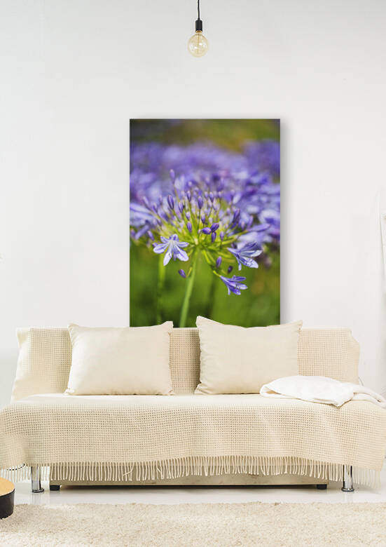 Lily Of The Nile Blooms by Joy Watson