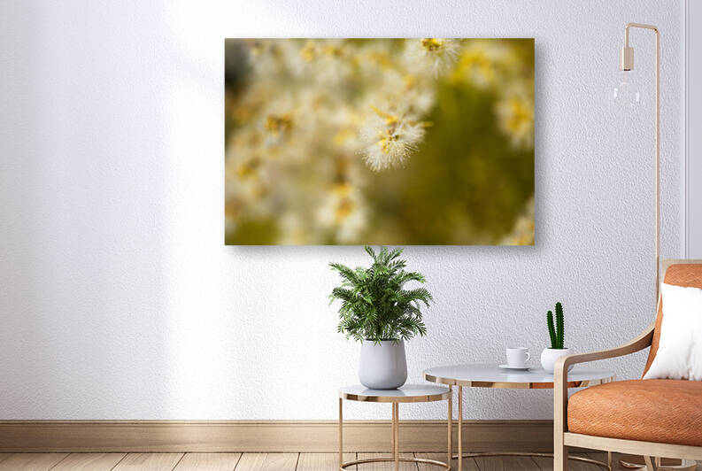 Cream Flower Natural Fireworks by Joy Watson