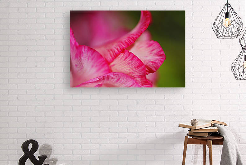 Gladioli Petals Profile Pink by Joy Watson