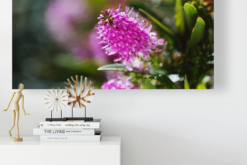 Hebe Flower  by Joy Watson