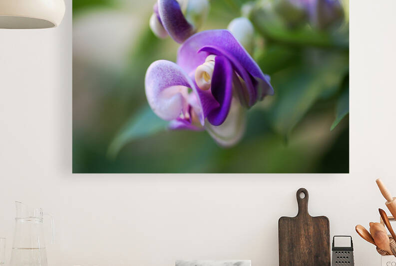 Corkscrew Vine Flower Purple Summer  by Joy Watson