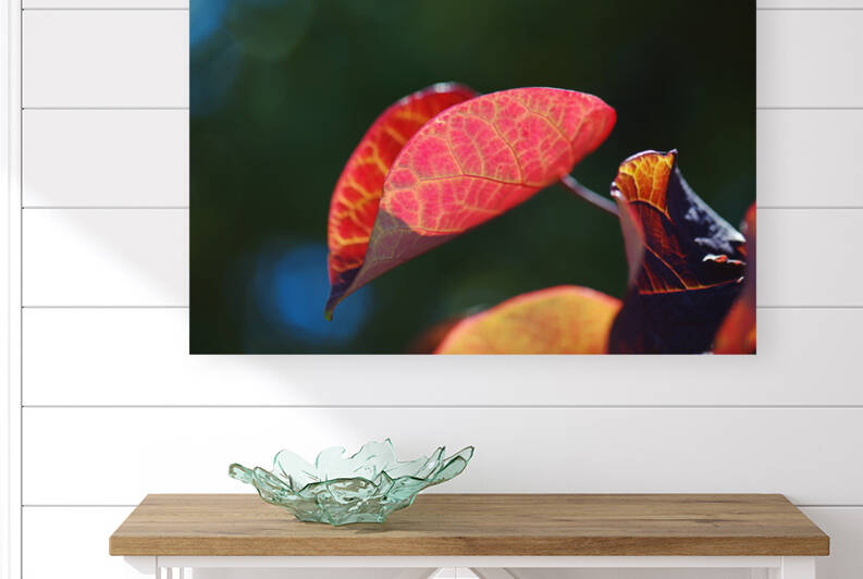 A Red Summer Leaf  by Joy Watson
