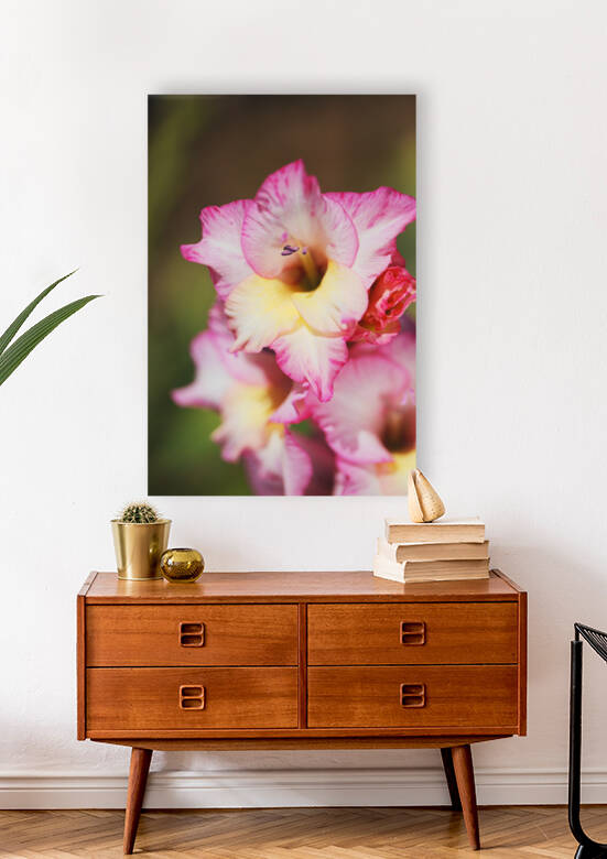 The Sword Lily by Joy Watson