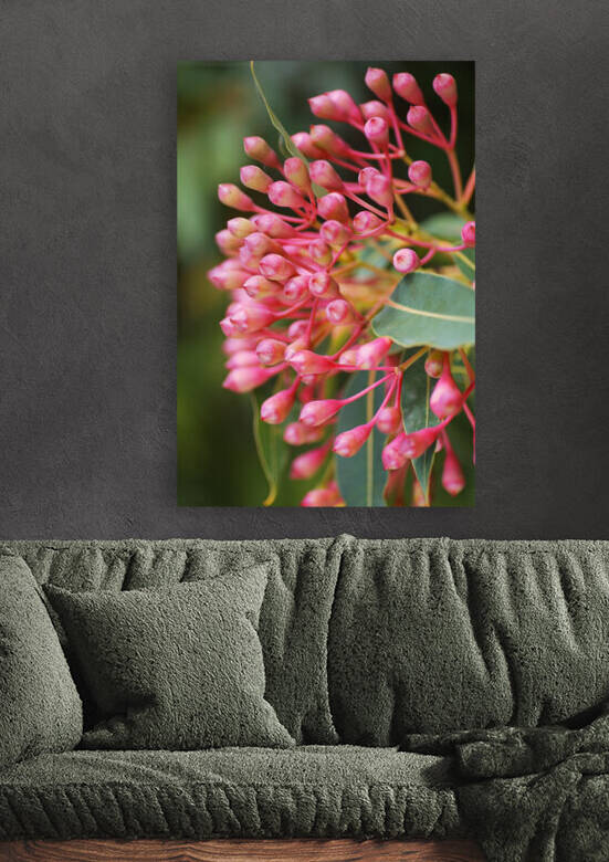Eucalyptus Buds Pink Into Red by Joy Watson