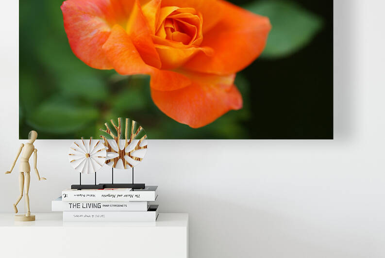 Bright Orange Rose  by Joy Watson