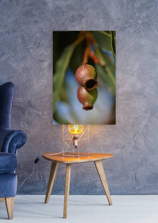 Gumnuts Australian  by Joy Watson